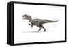 Allosaurus Dinosaur on White Background-null-Framed Stretched Canvas