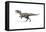 Allosaurus Dinosaur on White Background-null-Framed Stretched Canvas