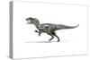 Allosaurus Dinosaur on White Background-null-Stretched Canvas