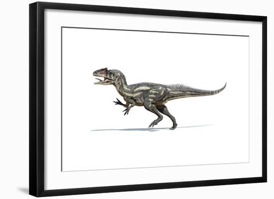 Allosaurus Dinosaur on White Background-null-Framed Art Print