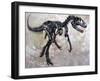 Allosaurus Dinosaur Skeleton-Stocktrek Images-Framed Art Print