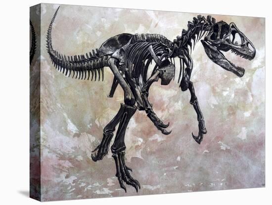 Allosaurus Dinosaur Skeleton-Stocktrek Images-Stretched Canvas