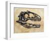Allosaurus Dinosaur Skull-Stocktrek Images-Framed Art Print