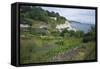 Allotments on the Coast at Beer, Devon, England, United Kingdom, Europe-Rob Cousins-Framed Stretched Canvas