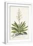 White Frame