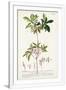 Gramercy White