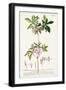 Black Frame