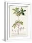 White Frame