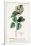 Gramercy White