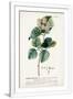 Gramercy White