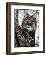 Alluring Eyes-Jenny Newland-Framed Giclee Print