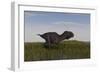 Alluring Majungasaurus in Swamp Grassland-Stocktrek Images-Framed Art Print