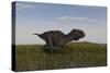 Alluring Majungasaurus in Swamp Grassland-Stocktrek Images-Stretched Canvas