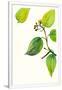 Gramercy White