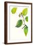 Brown Frame