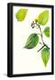 Essential Black