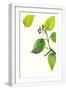 White Frame