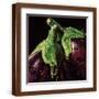 Brown Frame