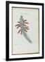 Almanach de Flore : Erica Vestita-Pancrace Bessa-Framed Giclee Print