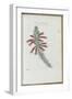 Almanach de Flore : Erica Vestita-Pancrace Bessa-Framed Giclee Print
