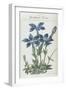 Almanach de Flore : Gentiane Verna-Pancrace Bessa-Framed Giclee Print