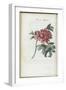 Almanach de Flore : Paonia Moutan-Pancrace Bessa-Framed Giclee Print