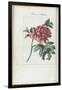 Almanach de Flore : Paonia Moutan-Pancrace Bessa-Framed Giclee Print