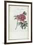 Almanach de Flore : Paonia Moutan-Pancrace Bessa-Framed Giclee Print