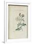 Almanach de Flore : Rose à odeur de Thé-Pancrace Bessa-Framed Giclee Print