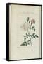Almanach de Flore : Rose à odeur de Thé-Pancrace Bessa-Framed Stretched Canvas
