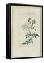 Almanach de Flore : Rose à odeur de Thé-Pancrace Bessa-Framed Stretched Canvas