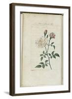 Almanach de Flore : Rose à odeur de Thé-Pancrace Bessa-Framed Giclee Print