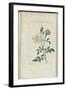Almanach de Flore : Rose à odeur de Thé-Pancrace Bessa-Framed Giclee Print