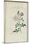 Almanach de Flore : Rose à odeur de Thé-Pancrace Bessa-Mounted Giclee Print