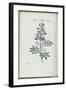 Almanach de Flore : Sapin à fleurs bleues-Pancrace Bessa-Framed Giclee Print