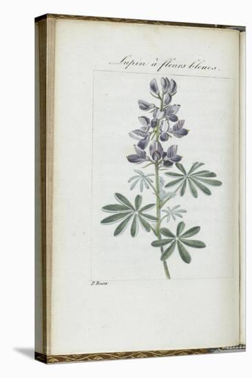 Almanach de Flore : Sapin à fleurs bleues-Pancrace Bessa-Stretched Canvas