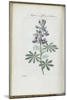 Almanach de Flore : Sapin à fleurs bleues-Pancrace Bessa-Mounted Giclee Print