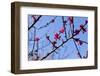 Almond Blossom, Berlin-Marzahn, Gardens of the World, Japanese Garden-Catharina Lux-Framed Photographic Print