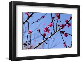 Almond Blossom, Berlin-Marzahn, Gardens of the World, Japanese Garden-Catharina Lux-Framed Photographic Print