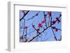 Almond Blossom, Berlin-Marzahn, Gardens of the World, Japanese Garden-Catharina Lux-Framed Photographic Print