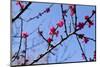 Almond Blossom, Berlin-Marzahn, Gardens of the World, Japanese Garden-Catharina Lux-Mounted Photographic Print