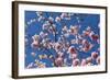 Almond Blossom, Berlin-Marzahn, Gardens of the World, Japanese Garden-Catharina Lux-Framed Photographic Print