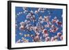 Almond Blossom, Berlin-Marzahn, Gardens of the World, Japanese Garden-Catharina Lux-Framed Photographic Print