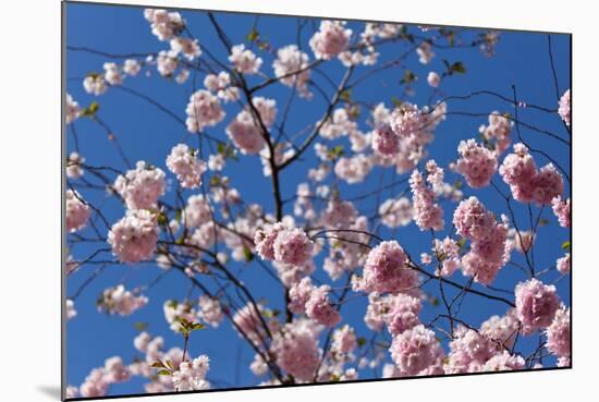 Almond Blossom, Berlin-Marzahn, Gardens of the World, Japanese Garden-Catharina Lux-Mounted Photographic Print