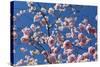 Almond Blossom, Berlin-Marzahn, Gardens of the World, Japanese Garden-Catharina Lux-Stretched Canvas