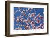 Almond Blossom, Berlin-Marzahn, Gardens of the World, Japanese Garden-Catharina Lux-Framed Photographic Print