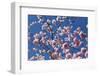 Almond Blossom, Berlin-Marzahn, Gardens of the World, Japanese Garden-Catharina Lux-Framed Photographic Print