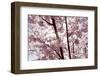 Almond Blossom, Berlin-Marzahn, Gardens of the World, Japanese Garden-Catharina Lux-Framed Photographic Print