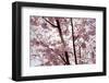 Almond Blossom, Berlin-Marzahn, Gardens of the World, Japanese Garden-Catharina Lux-Framed Photographic Print