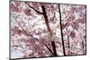 Almond Blossom, Berlin-Marzahn, Gardens of the World, Japanese Garden-Catharina Lux-Mounted Photographic Print